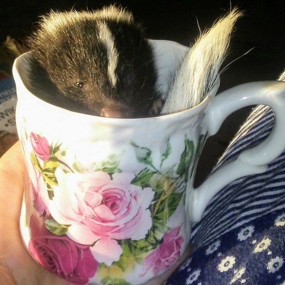 🐓🐿️🐦🦆🐑Meet your Posher, Tawnya🐄🐷🦊🐱🐕🐇🐴 - Picture 4 of 14